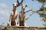 WHIPPET 039